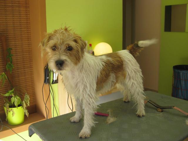 Easy, Jack Russel Terrier vorher